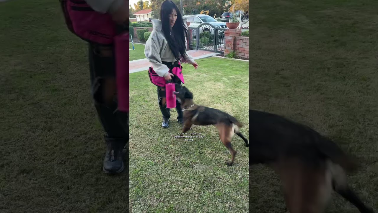 Inside an intense training session with a Belgian Malinois