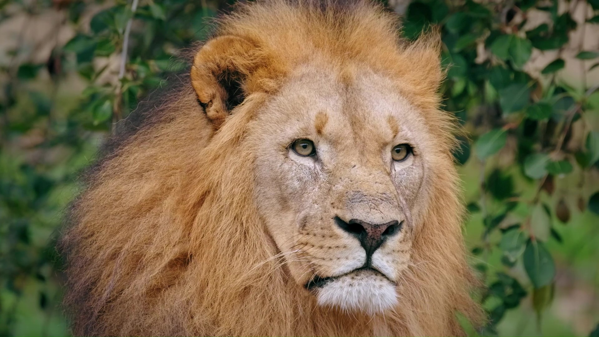 an-african-lion-watches-the-area-with-quiet-focus