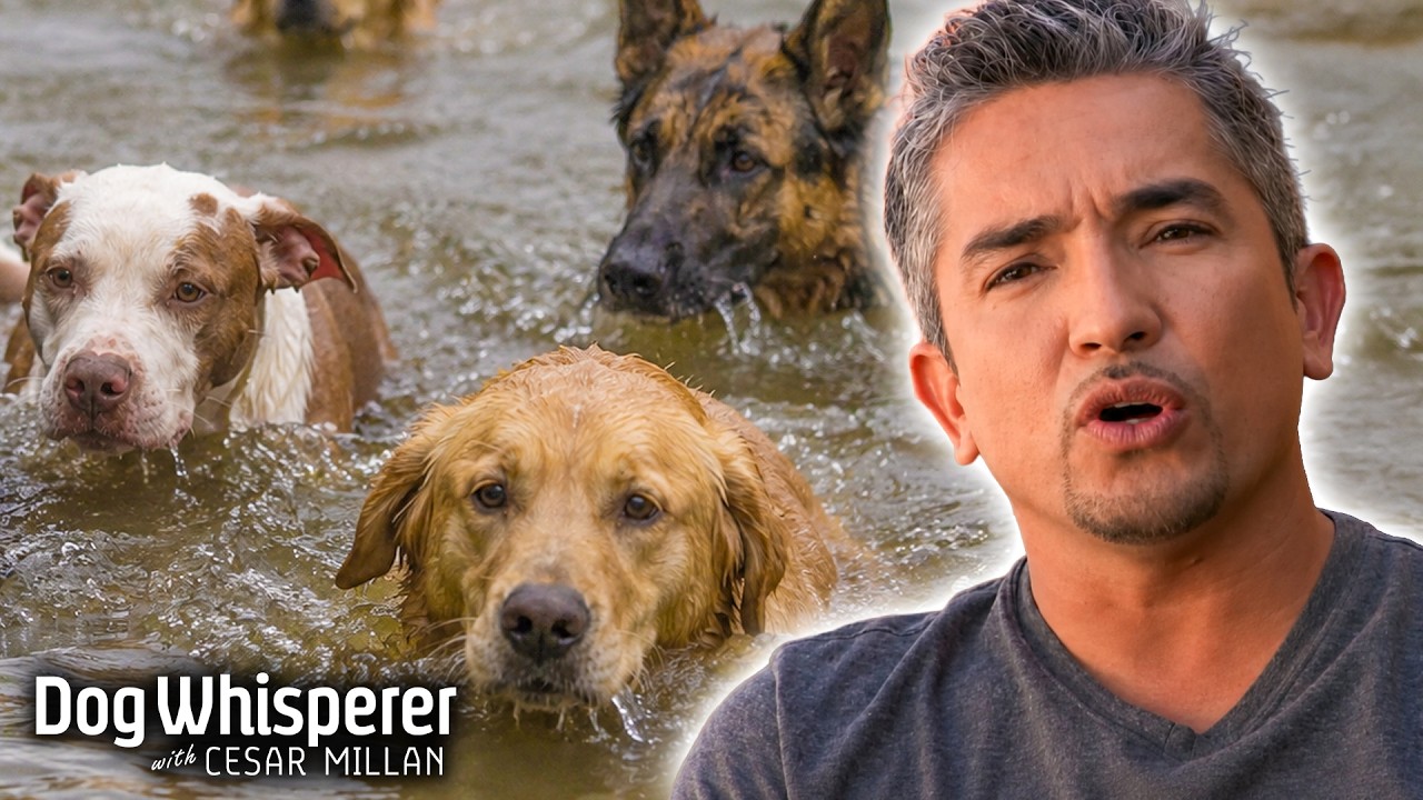 Cesar rescues and rehabilitates Hurricane Katrina dogs - Dog Whisperer ...
