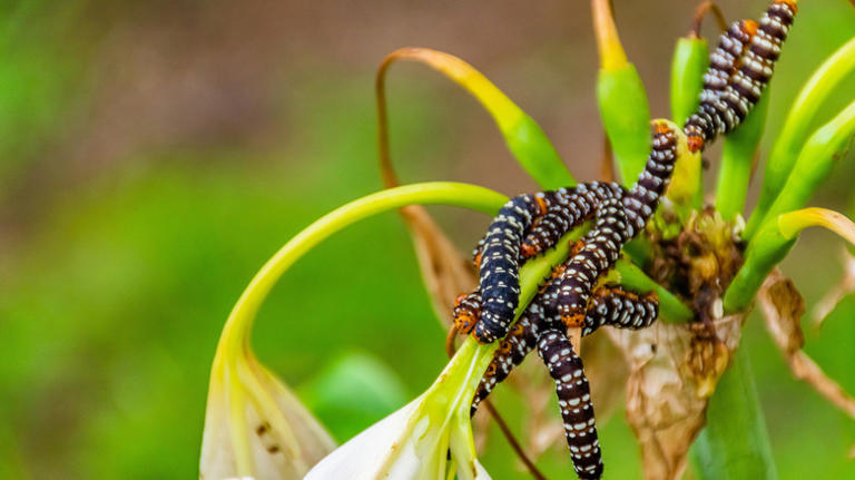 Switch things up and stop garden pests in their tracks with an ...