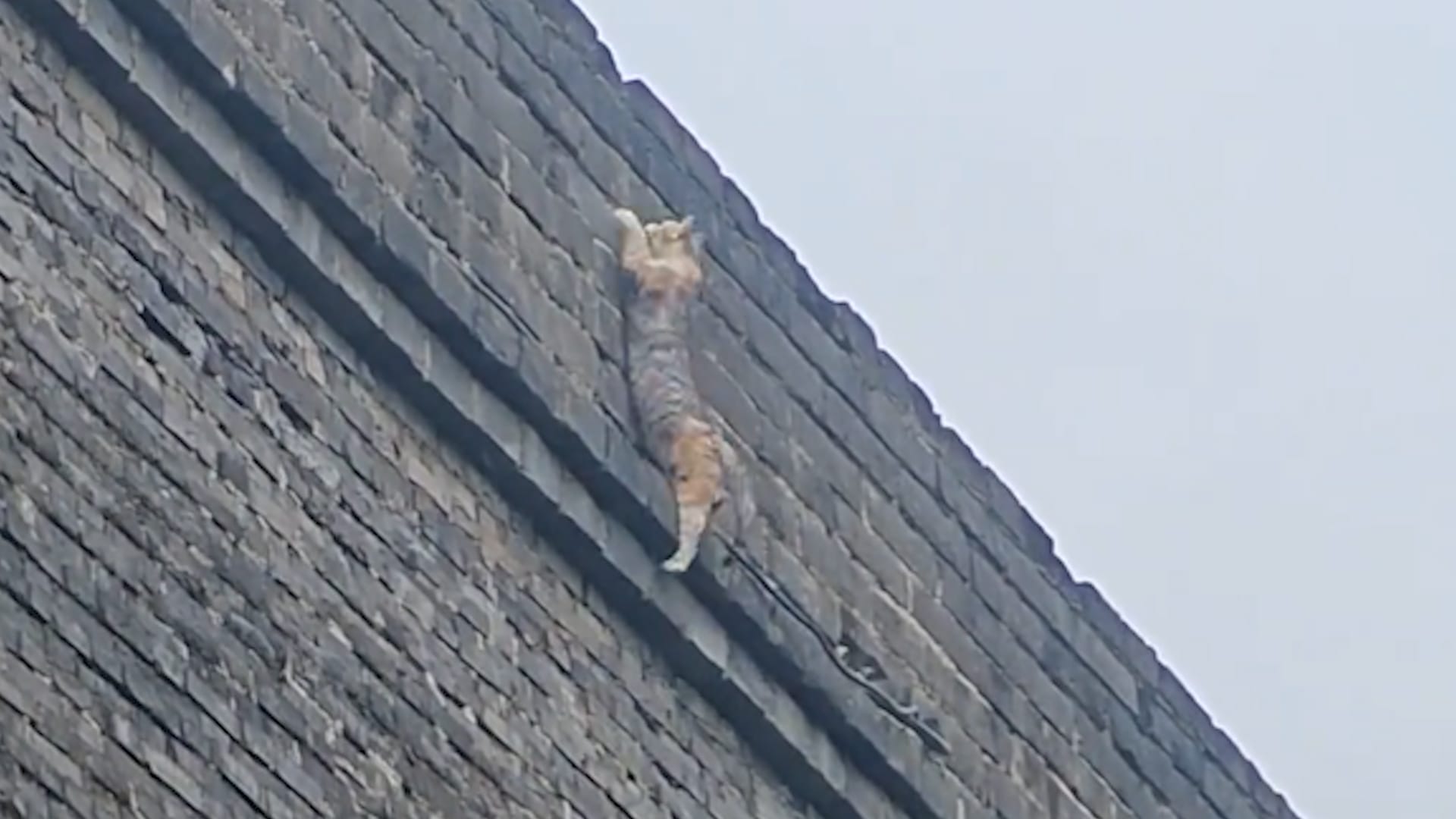 Daring cat climbs ancient Xi'an City Wall
