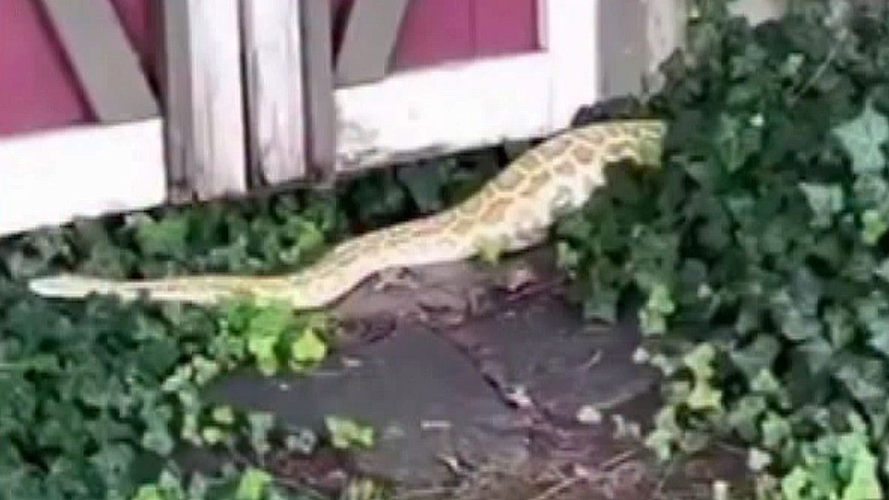 Massive 8ft Burmese python found under shed in New Jersey home