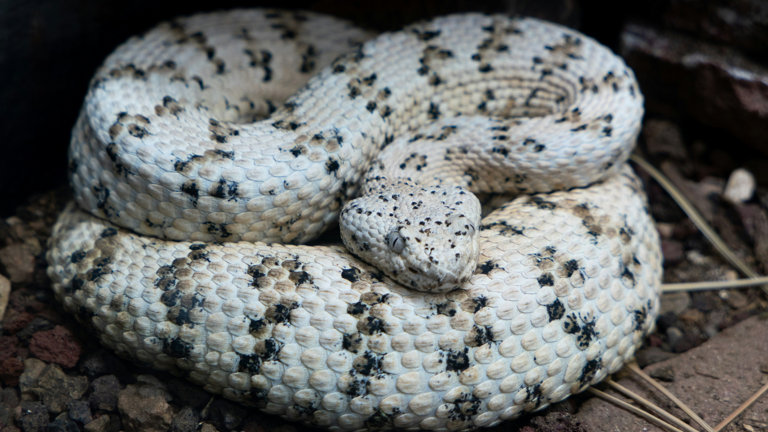 Florida Python Challenge 2026: How one hunter removed 96 Burmese ...