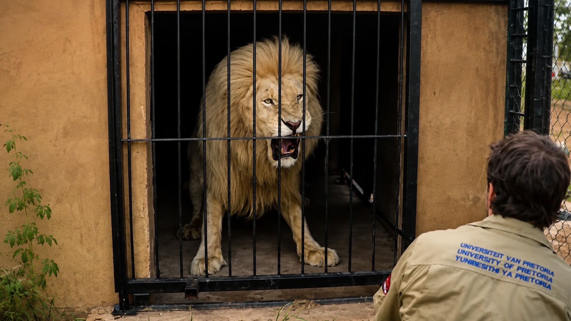 Inside a high risk lion operation