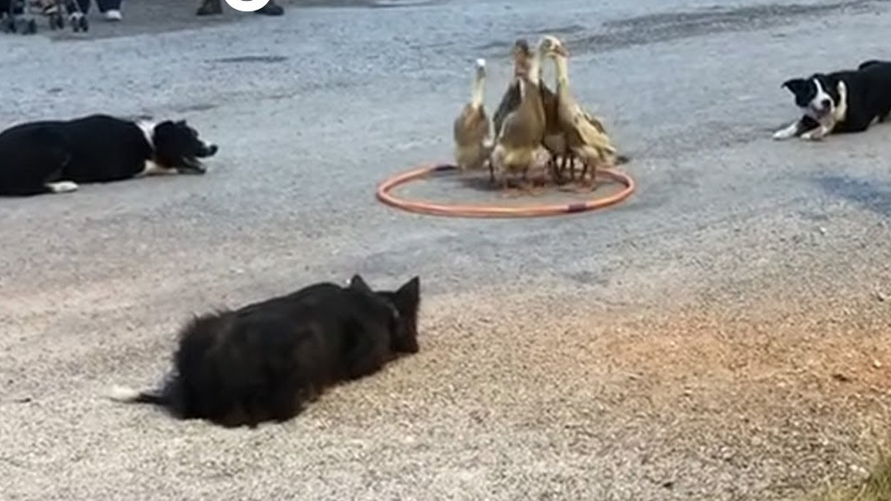 Talented dogs show off impressive duck-herding skills