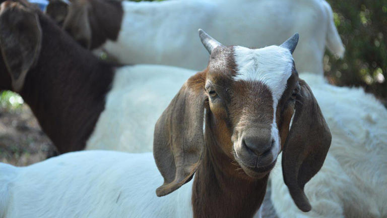 Universal Studios is using ‘goats’ to reduce the risk of wildfires that ...