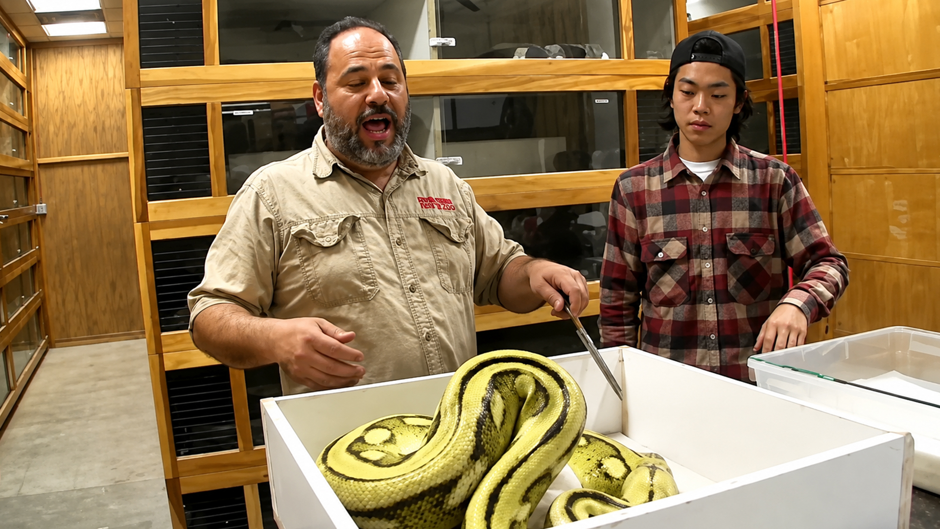 Protective mother python shows impressive reach during careful egg removal