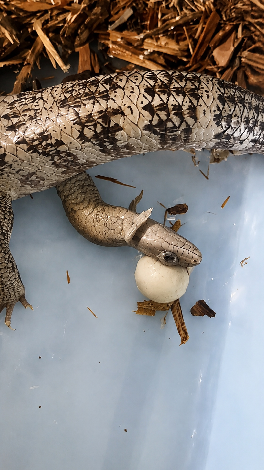 Baby blue tongue skink arrival creates a memorable reptile breeding moment