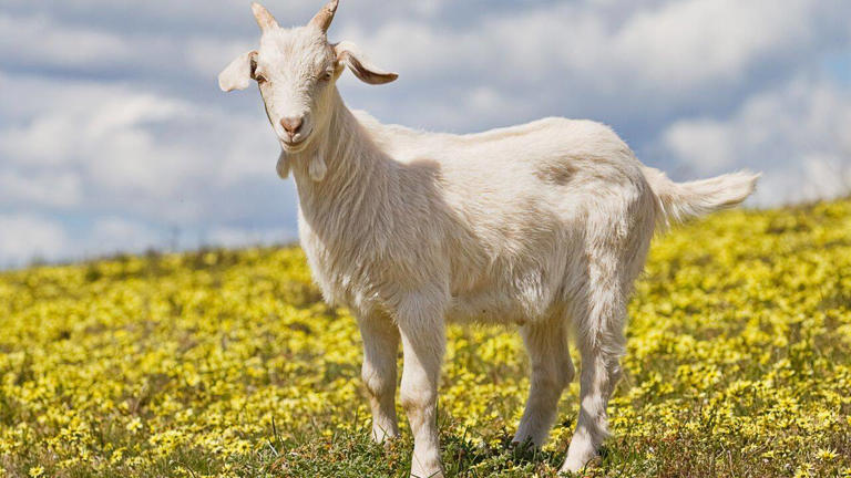 Universal Studios is using ‘goats’ to reduce the risk of wildfires that ...
