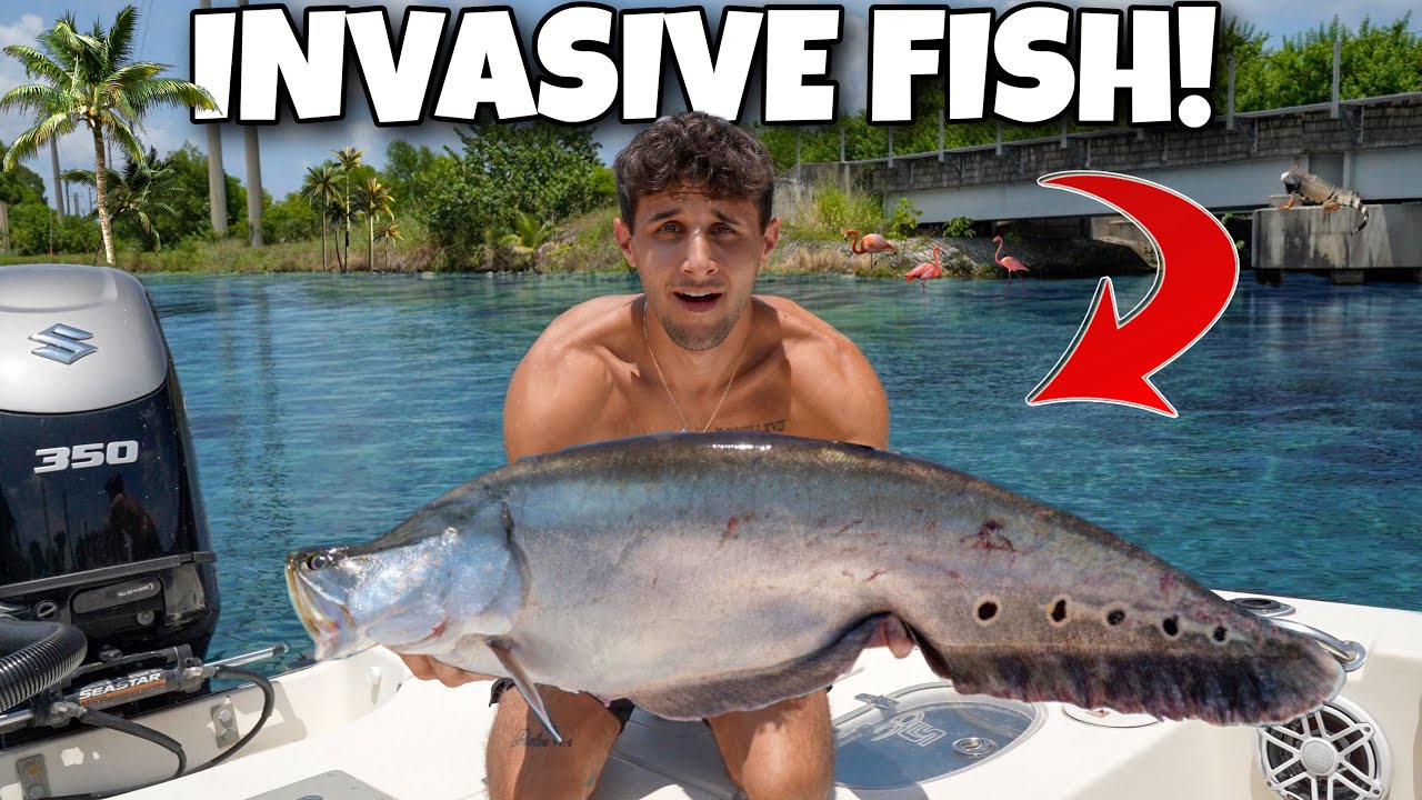 The invasive aquarium fish taking over Florida
