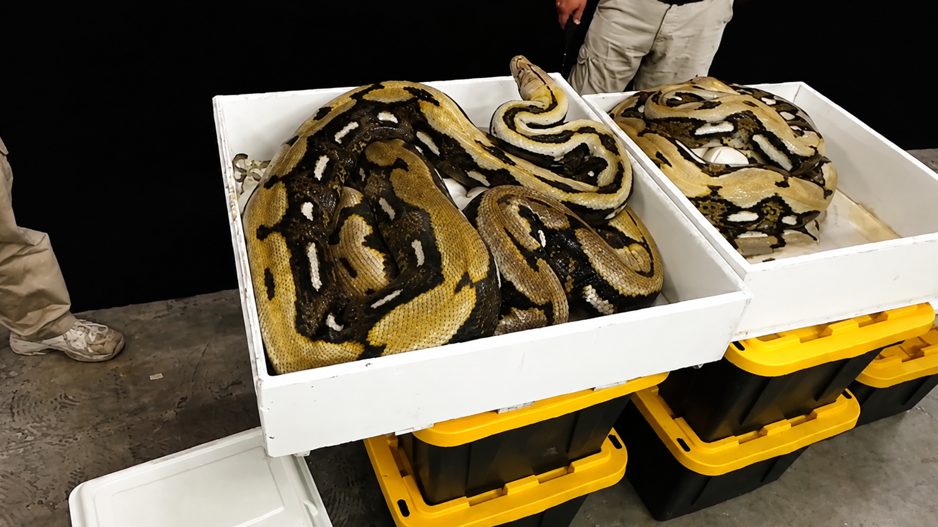Protective python guards her eggs during a challenging keeper lesson