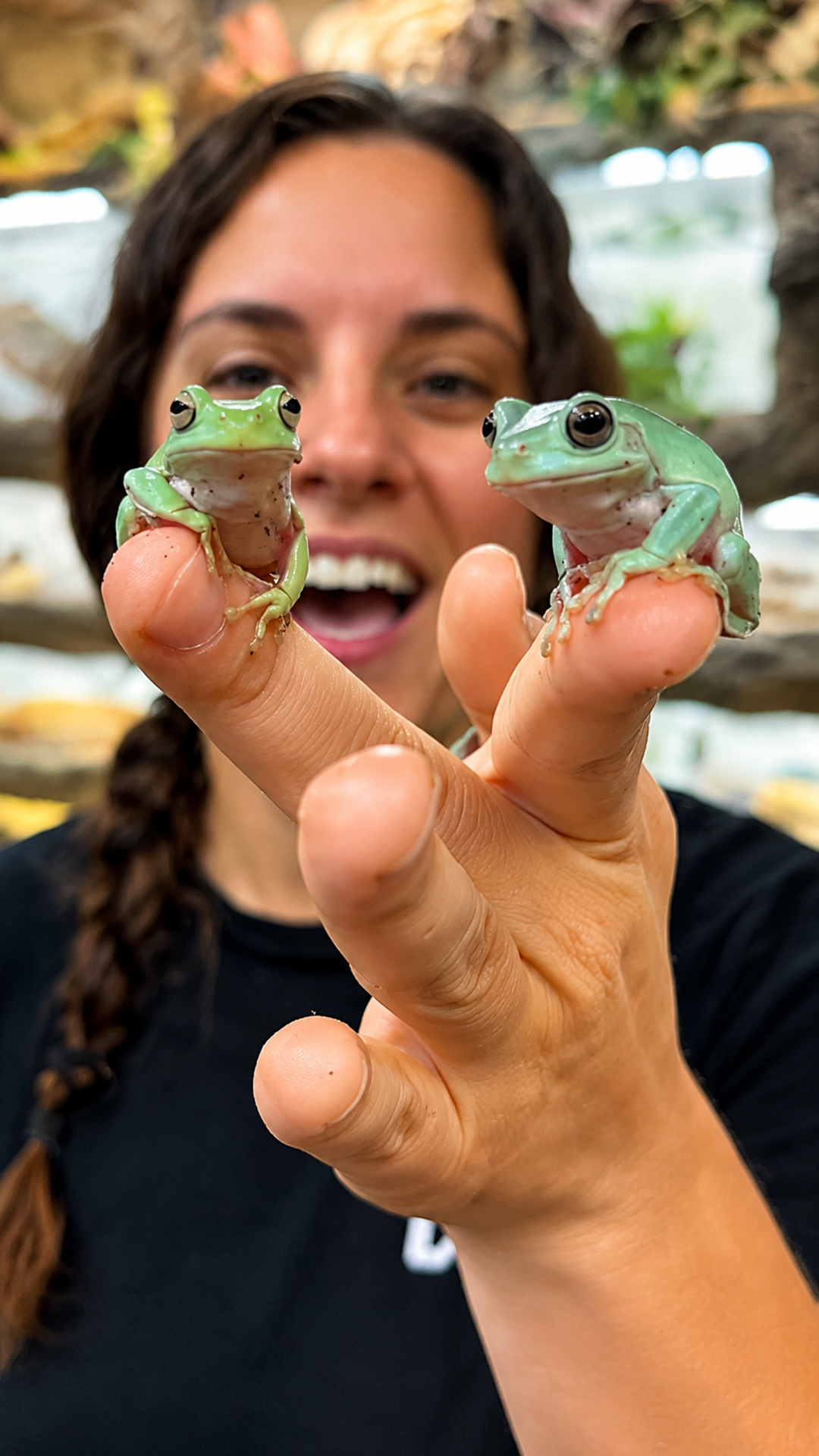 Three tiny tree frogs steal attention with their adorable expressions