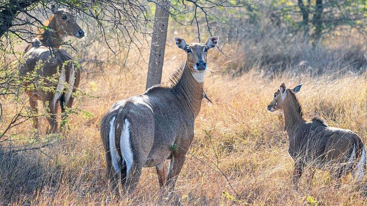 From India to Texas: How the nilgai became a feral invasive species in US