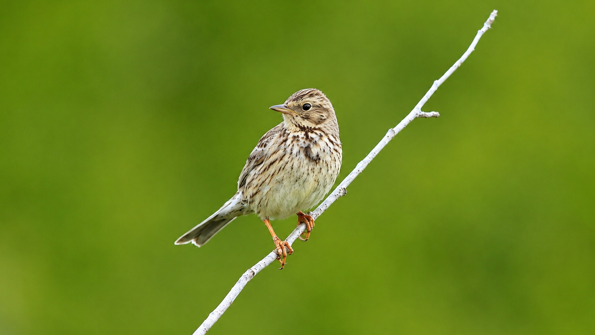 Hidden camera captures a corn bunting resting on a bare branch
