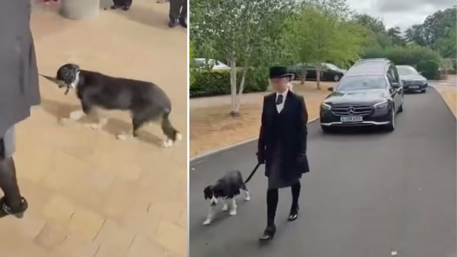 Faithful dog leads best friend’s funeral procession
