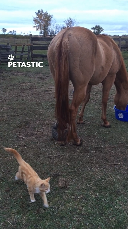 Horse stays calm around playful kitten