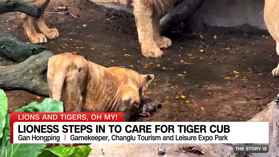 lioness-steps-in-to-care-for-tiger-cub