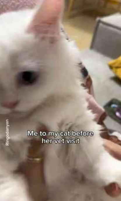 Cat vaccination: a heartfelt pet journey