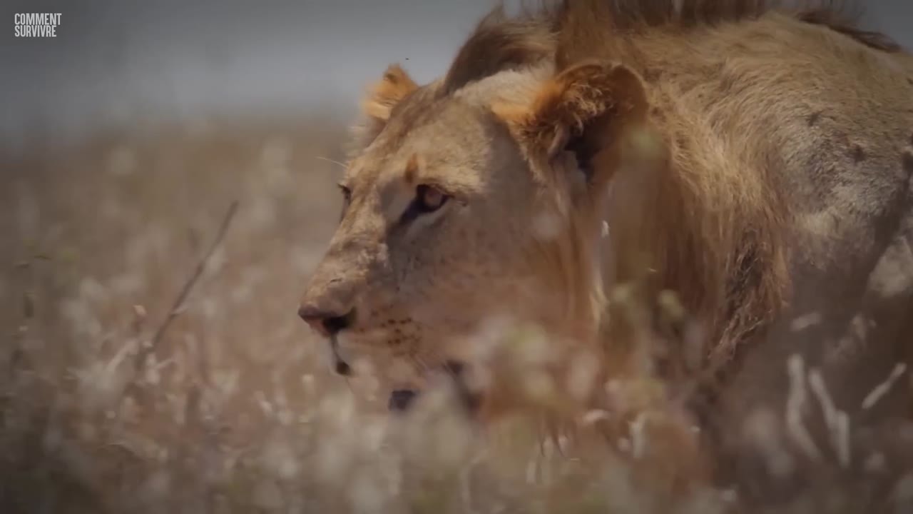 230 kg. 80 km/h. Environ 200 personnes tuées chaque année. Puis le lion ...