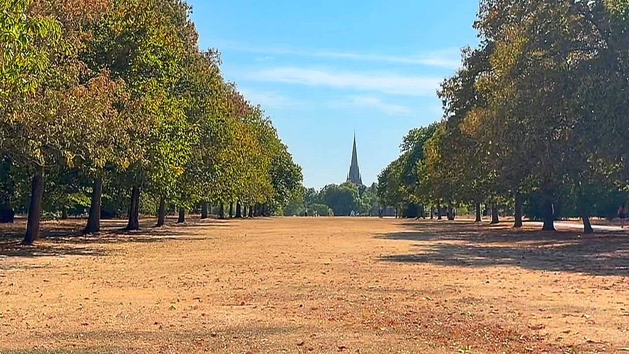 Drought turns London's parks yellow from Hyde Park to Harrow