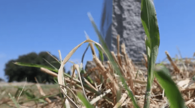 Coleman citizens concerned over lack of cemetery maintenance