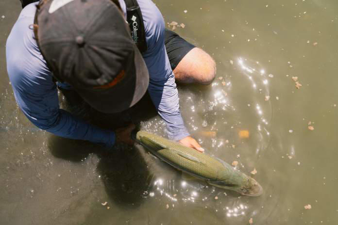Belize's most overlooked fish
