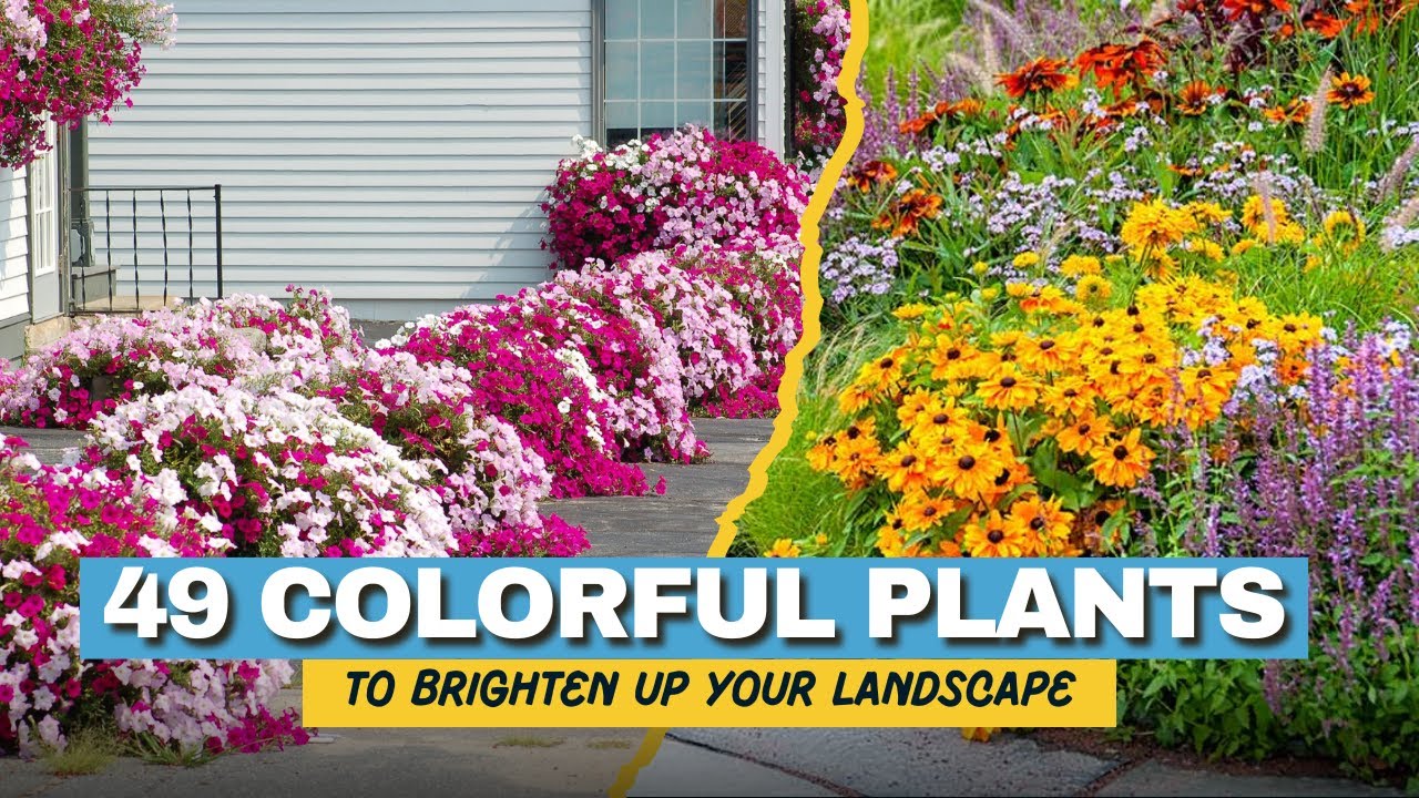 49-colorful-garden-plants-that-bring-outdoor-spaces-to-life