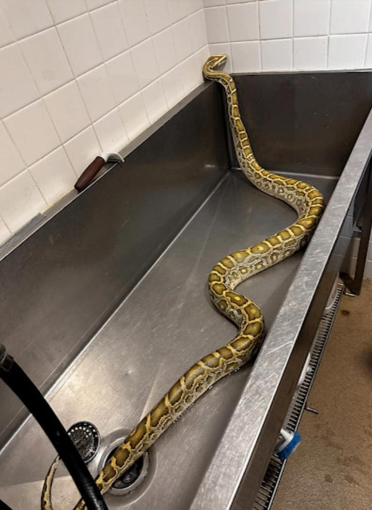 Massive python with swollen belly found under NJ family’s shed — with X ...