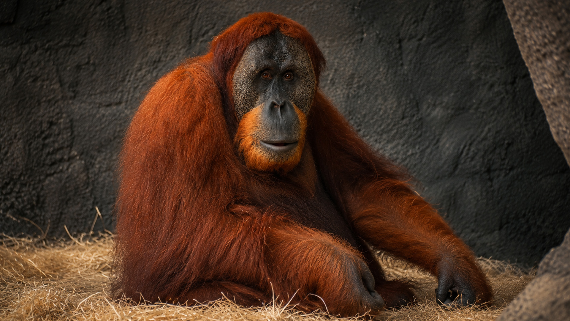 Hidden camera captures an orangutan resting in a quiet shelter