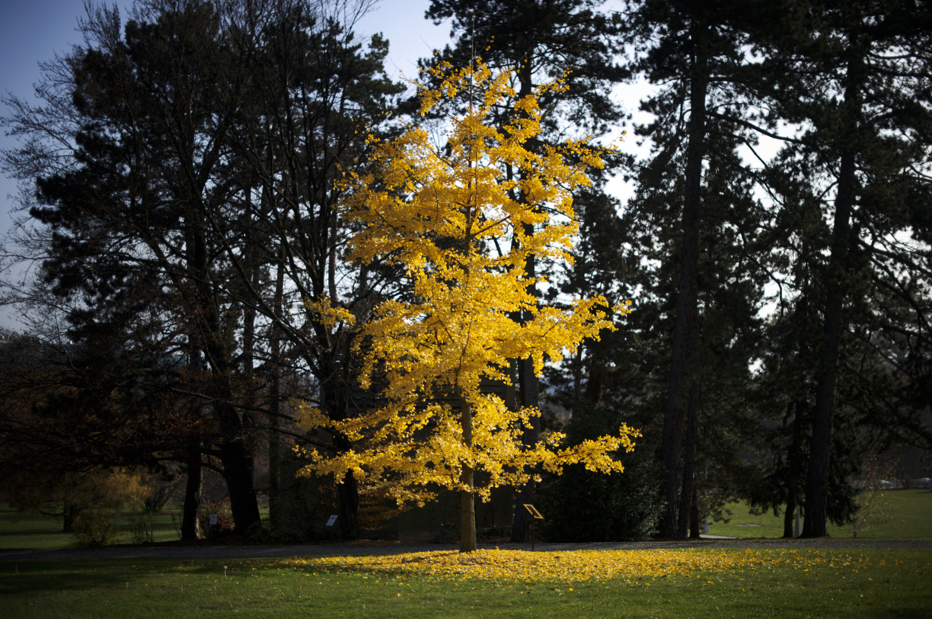 Everything to know about the incredibly ancient ginkgo tree
