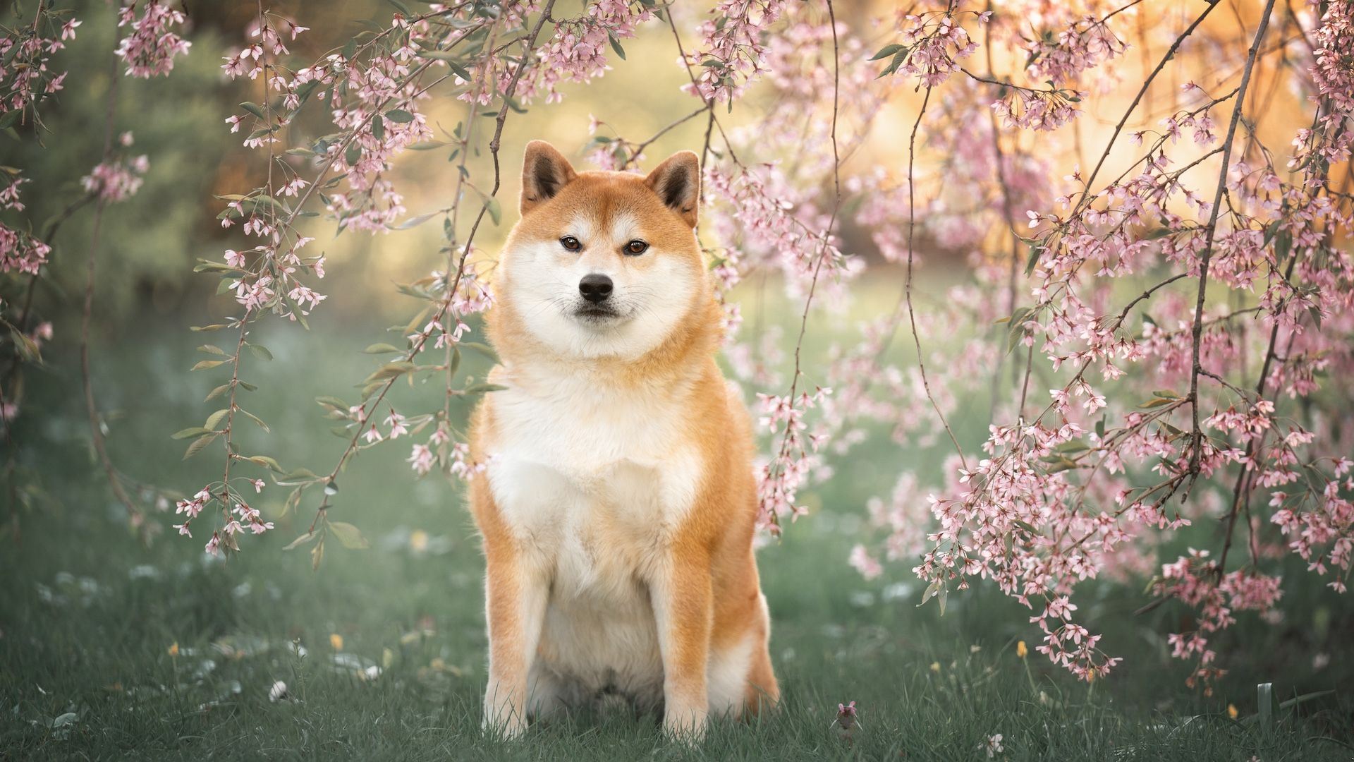 Asian dog breeds