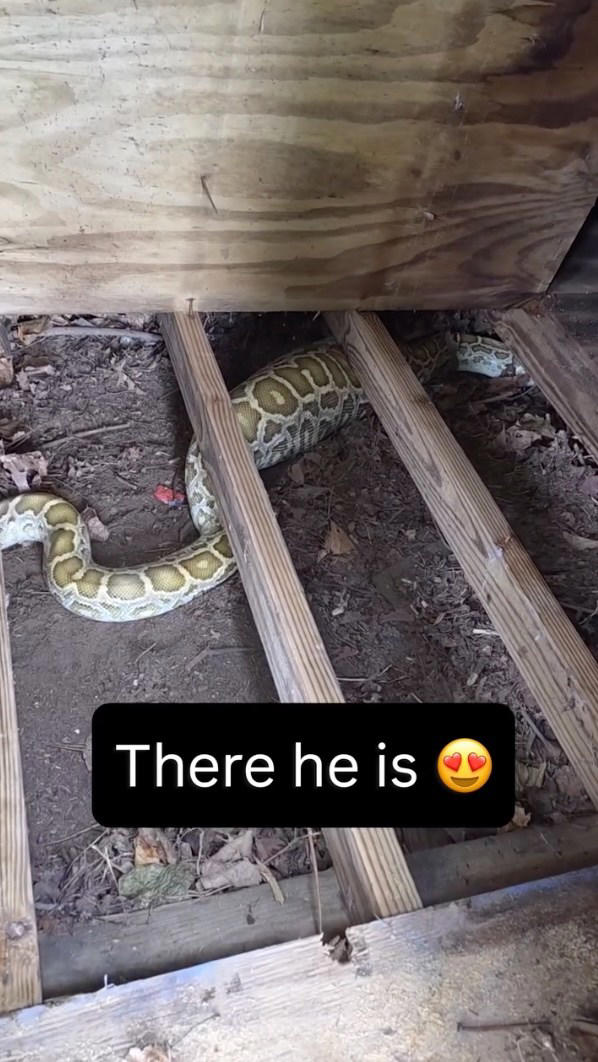 Massive python with swollen belly found under NJ family’s shed — with X ...