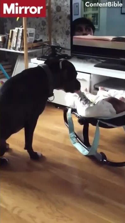 Dog gently takes food off a baby #shorts