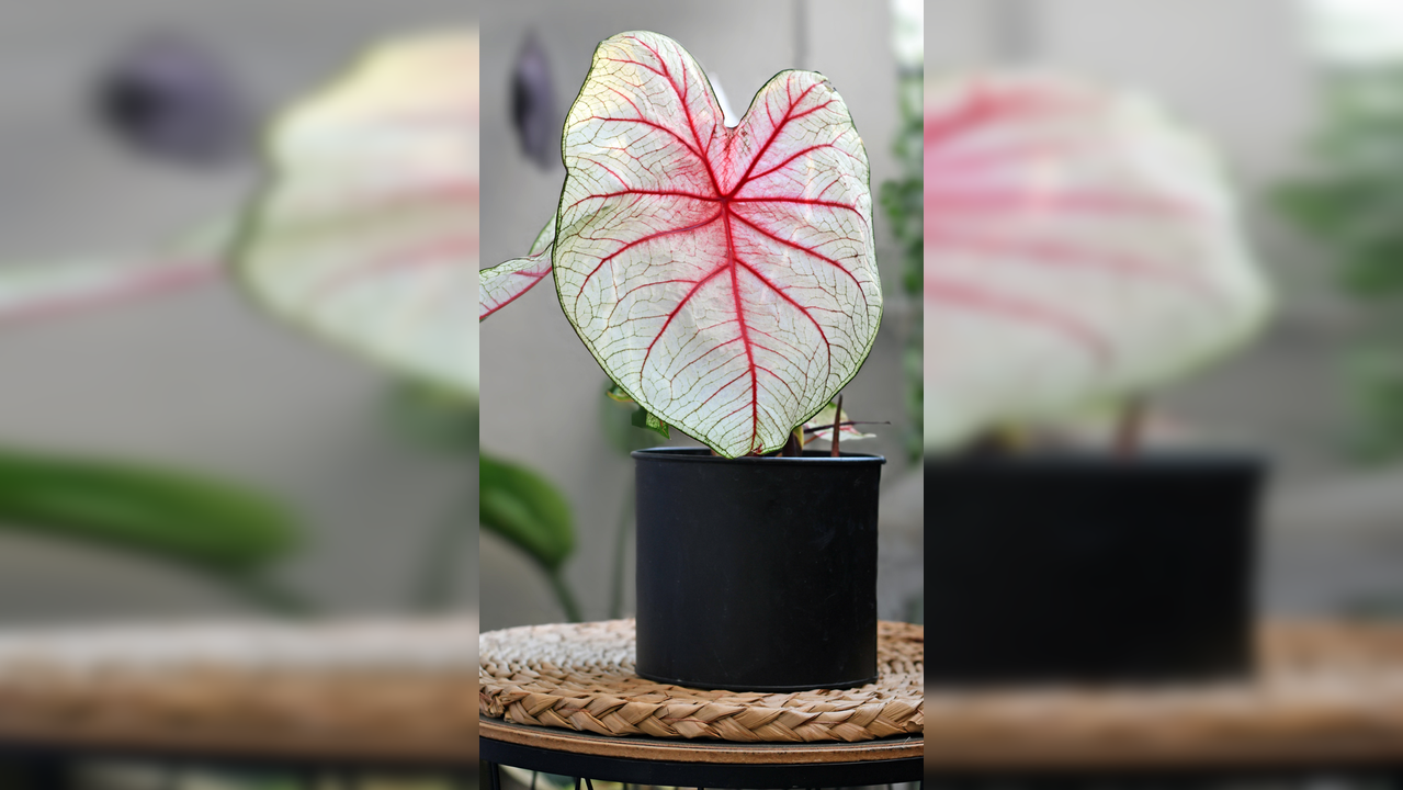 10 perennials that thrive in humid weather and look gorgeous in monsoon