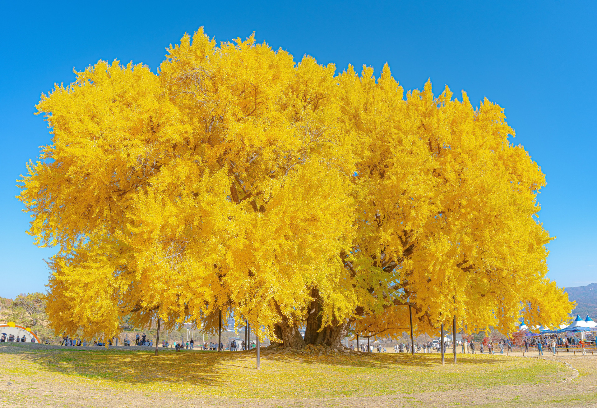 Everything to know about the incredibly ancient ginkgo tree