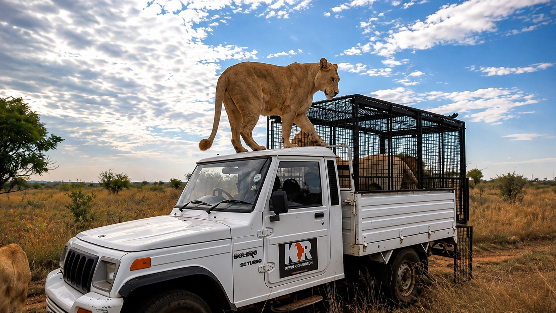 A poisoned lion stood on the truck