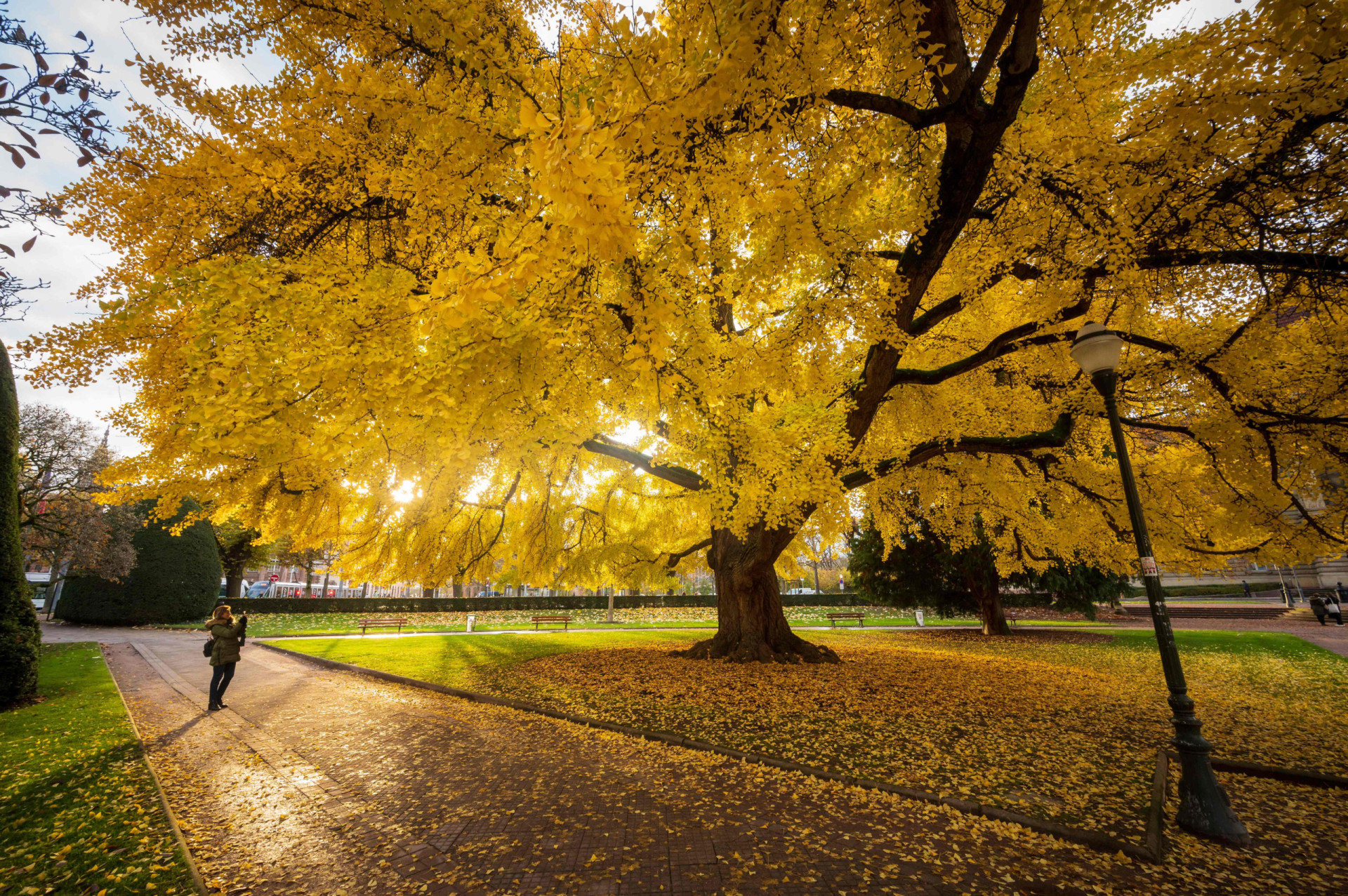 Everything to know about the incredibly ancient ginkgo tree