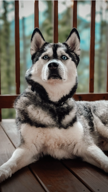 The reveal at the end makes this husky even funnier