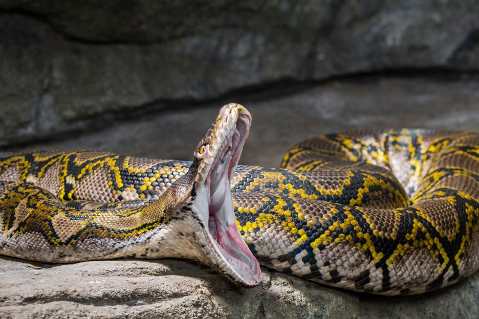 Constriction prevents blood from reaching vital organs, including the ...