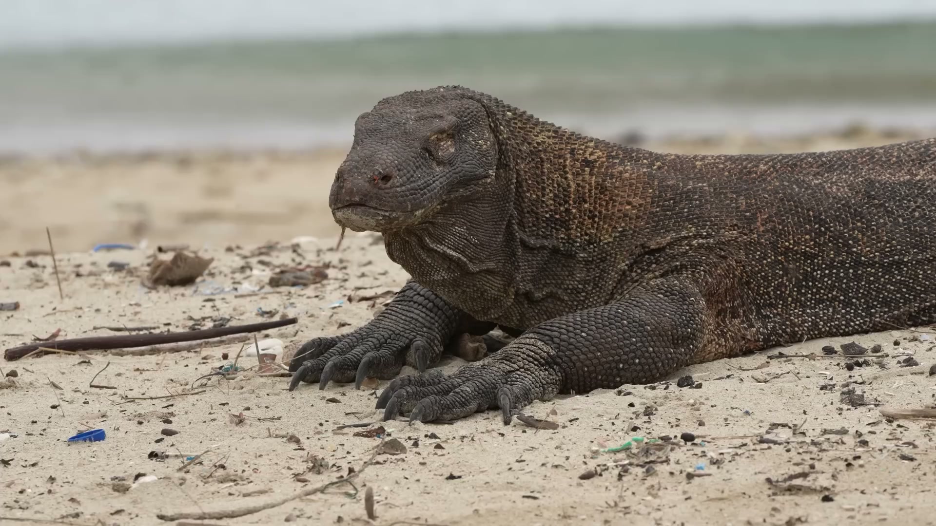 This Komodo dragon bites a 0.5-ton buffalo... then just waits for it to die