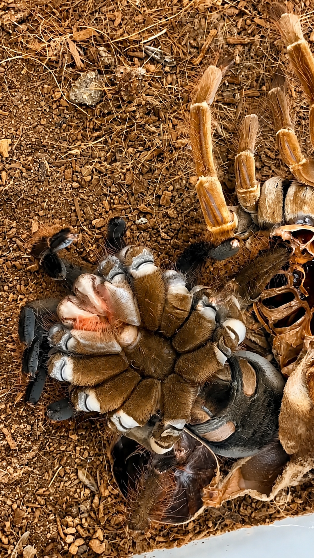 This tarantula reveals a new body while shedding its exoskeleton