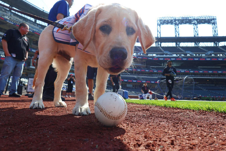 Meet the adorable and fluffy heir to Howie Rose’s legacy already taking ...