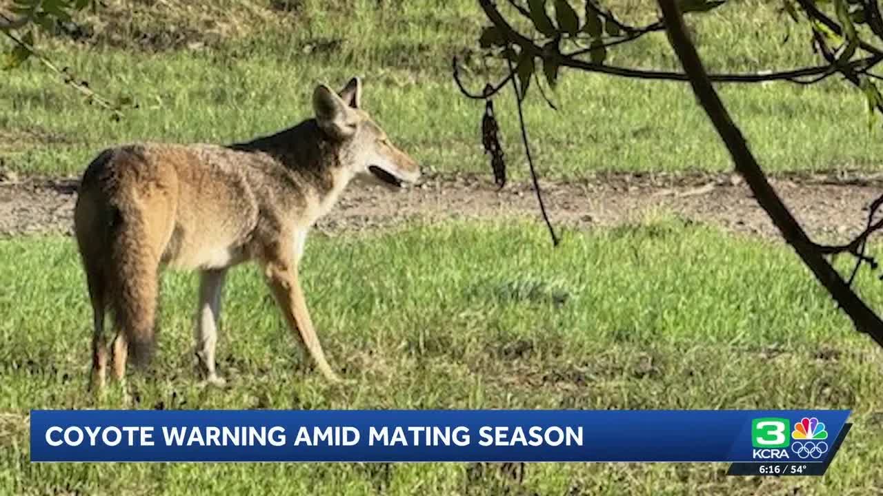 Coyote mating season alert on American River Parkway