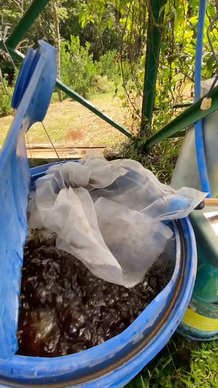 Supercharging calamansi trees with vermi tea