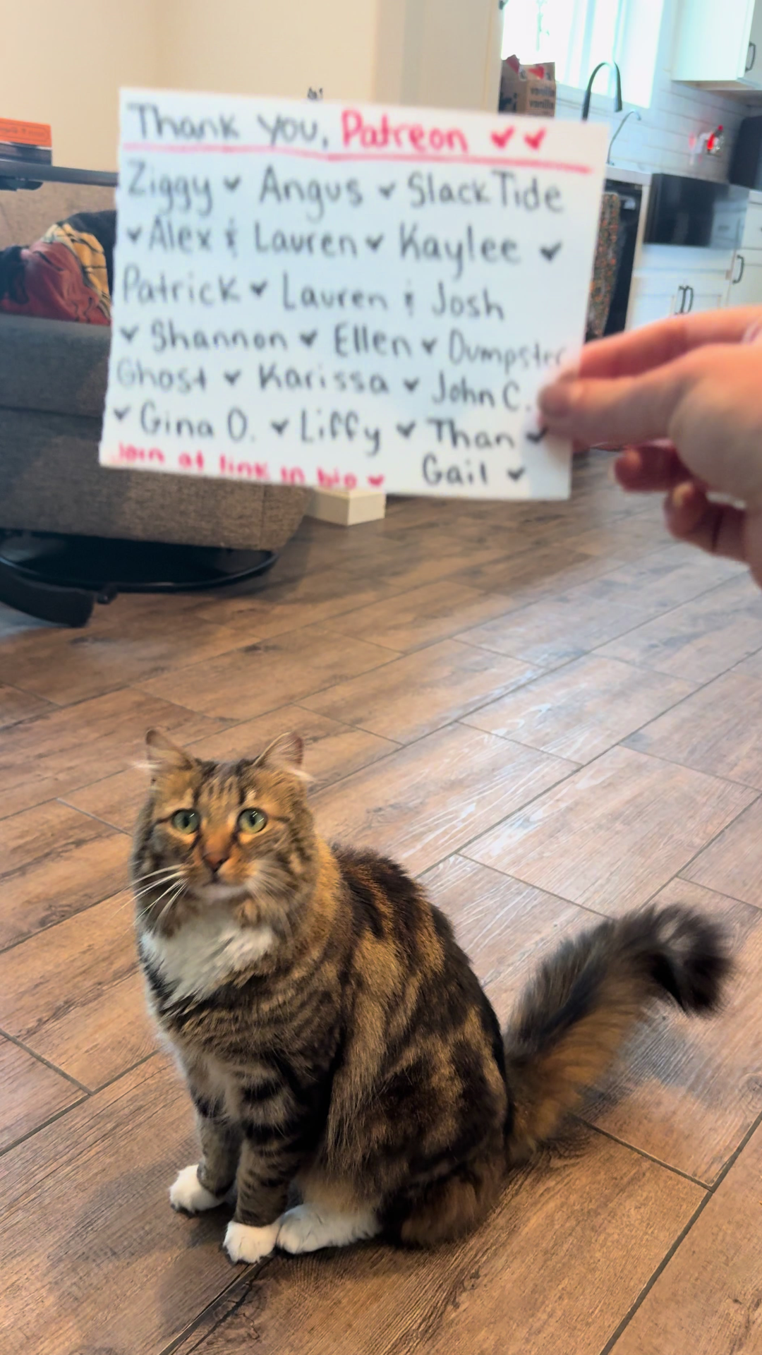 Cat reaction secrets behind a funny edible surprise