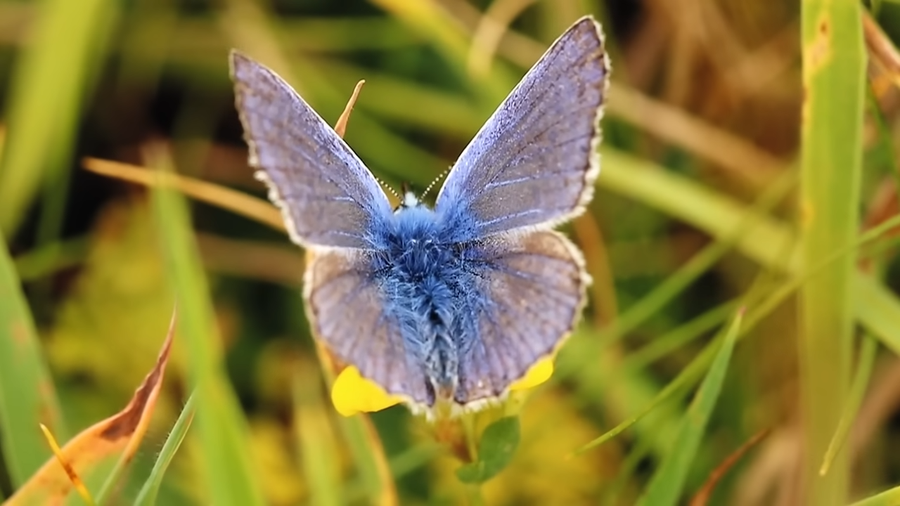 why-one-beautiful-american-butterfly-vanished-forever-while-its-closest