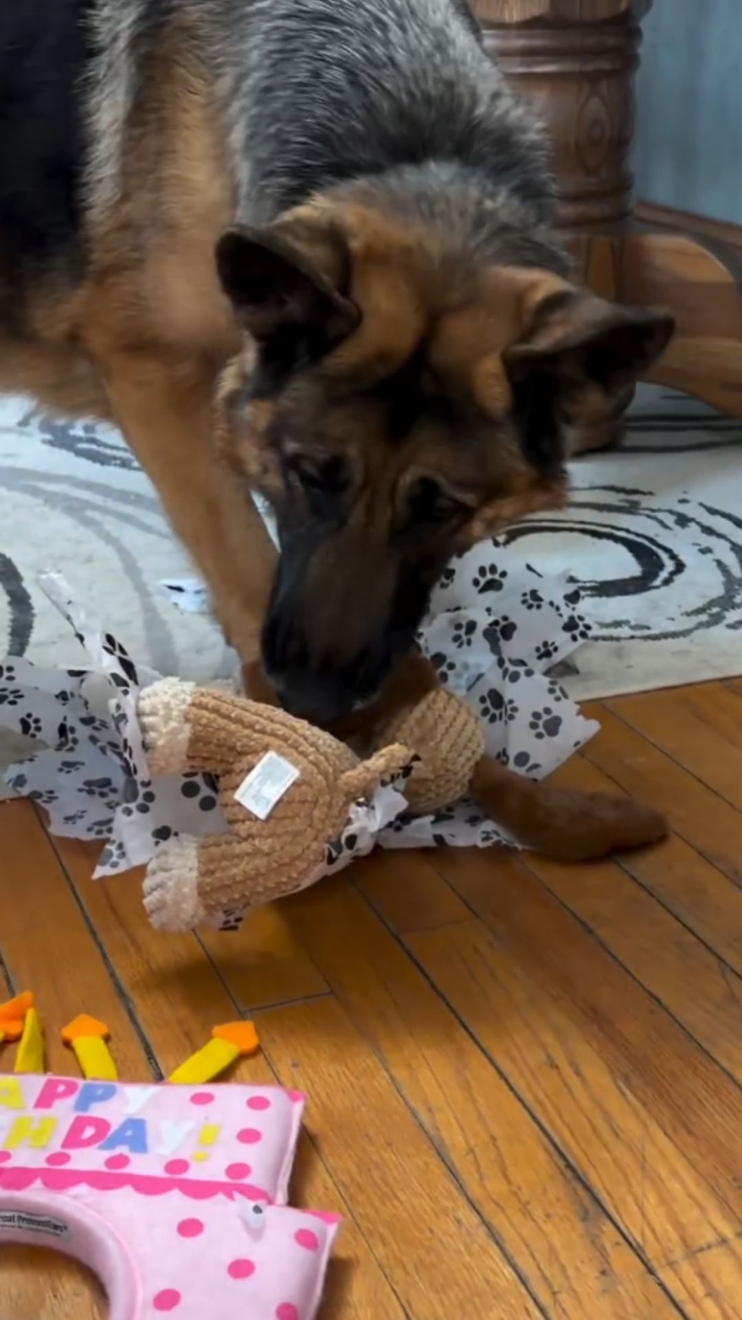 Millie the present opening champion