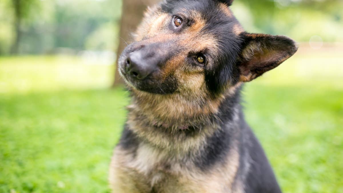3 huge German shepherds bring home a stray cat and immediately say ...