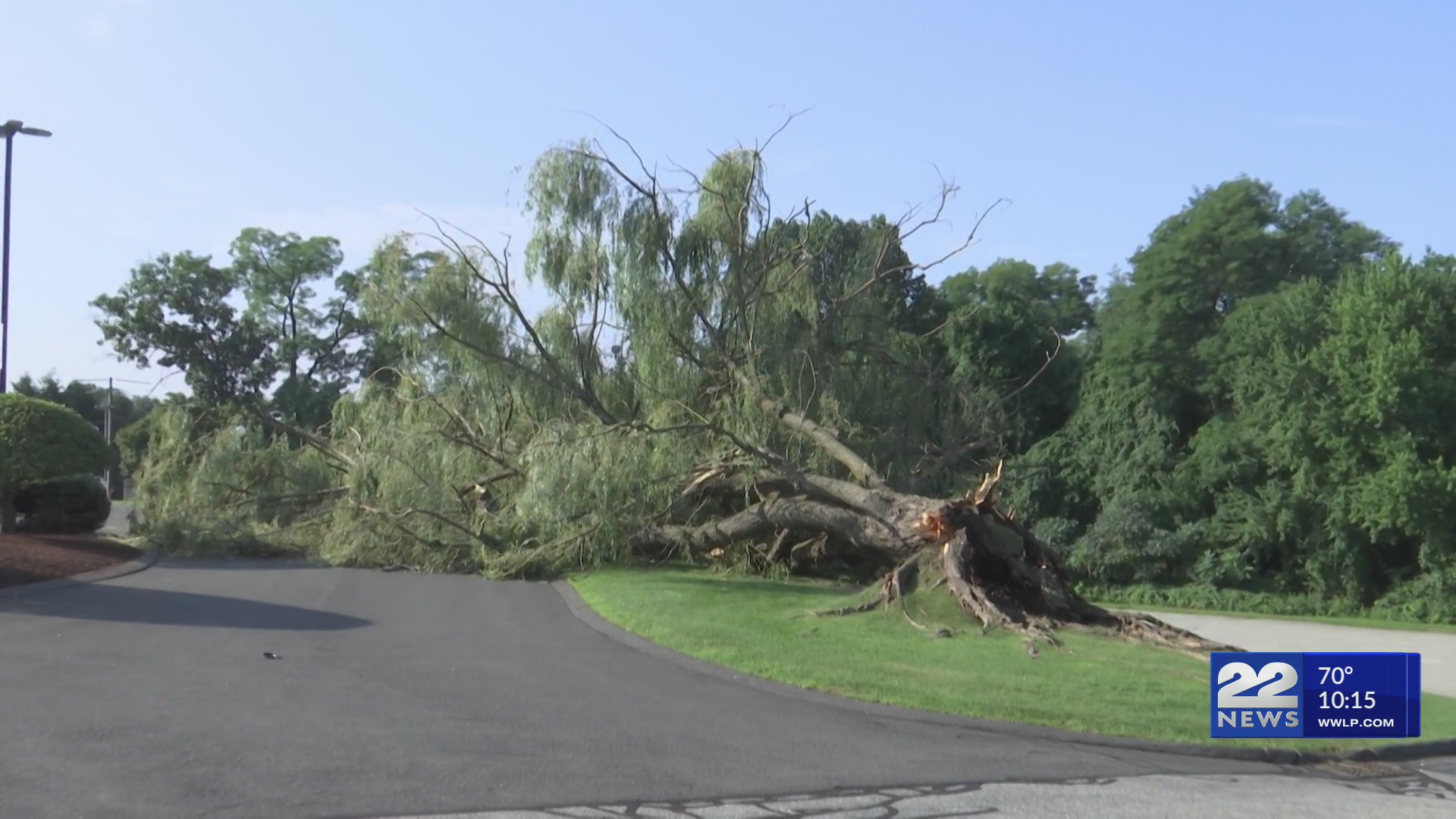 East Longmeadow willow tree destroyed by storm