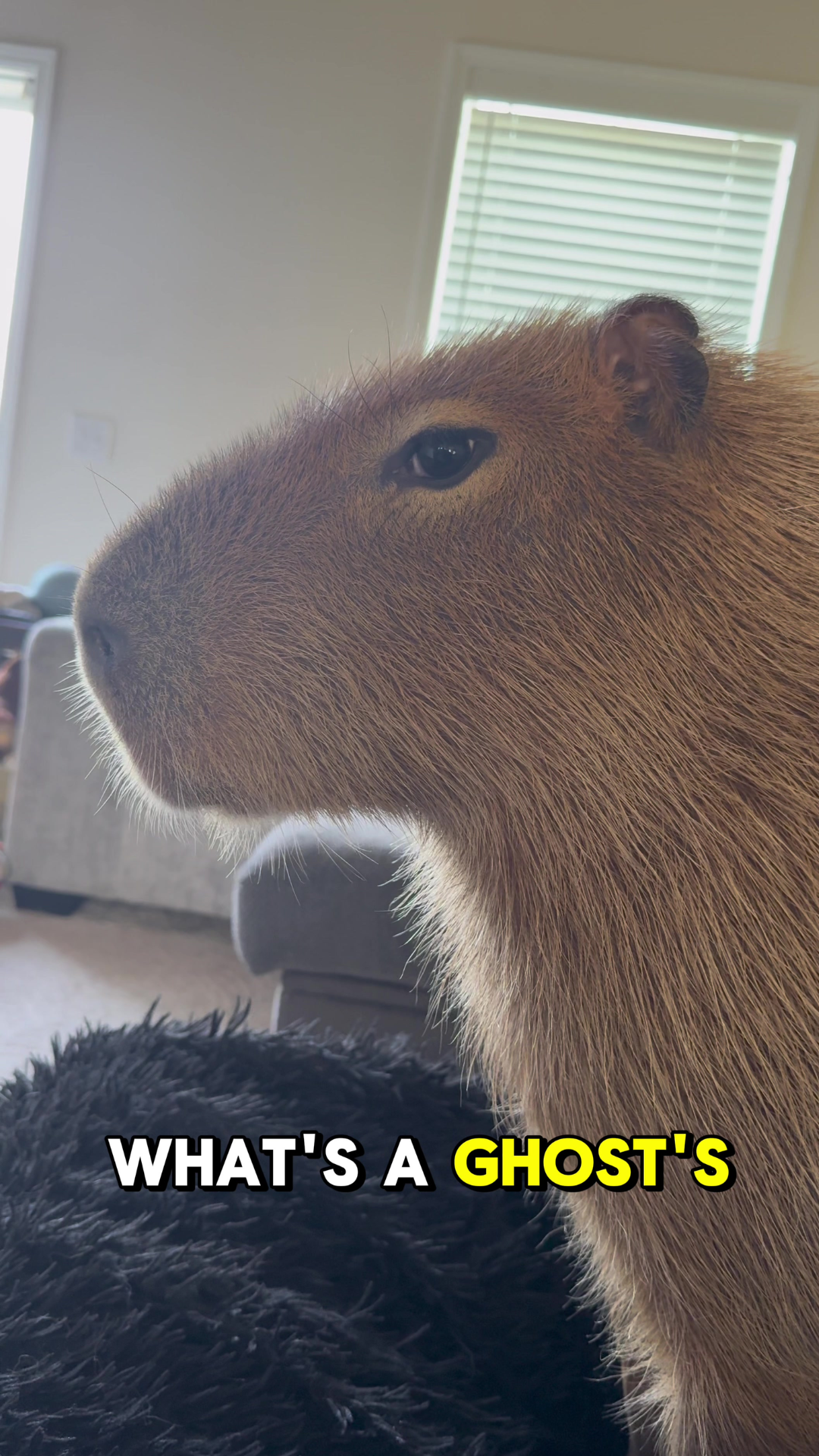 Understanding capybara care and their curious nature